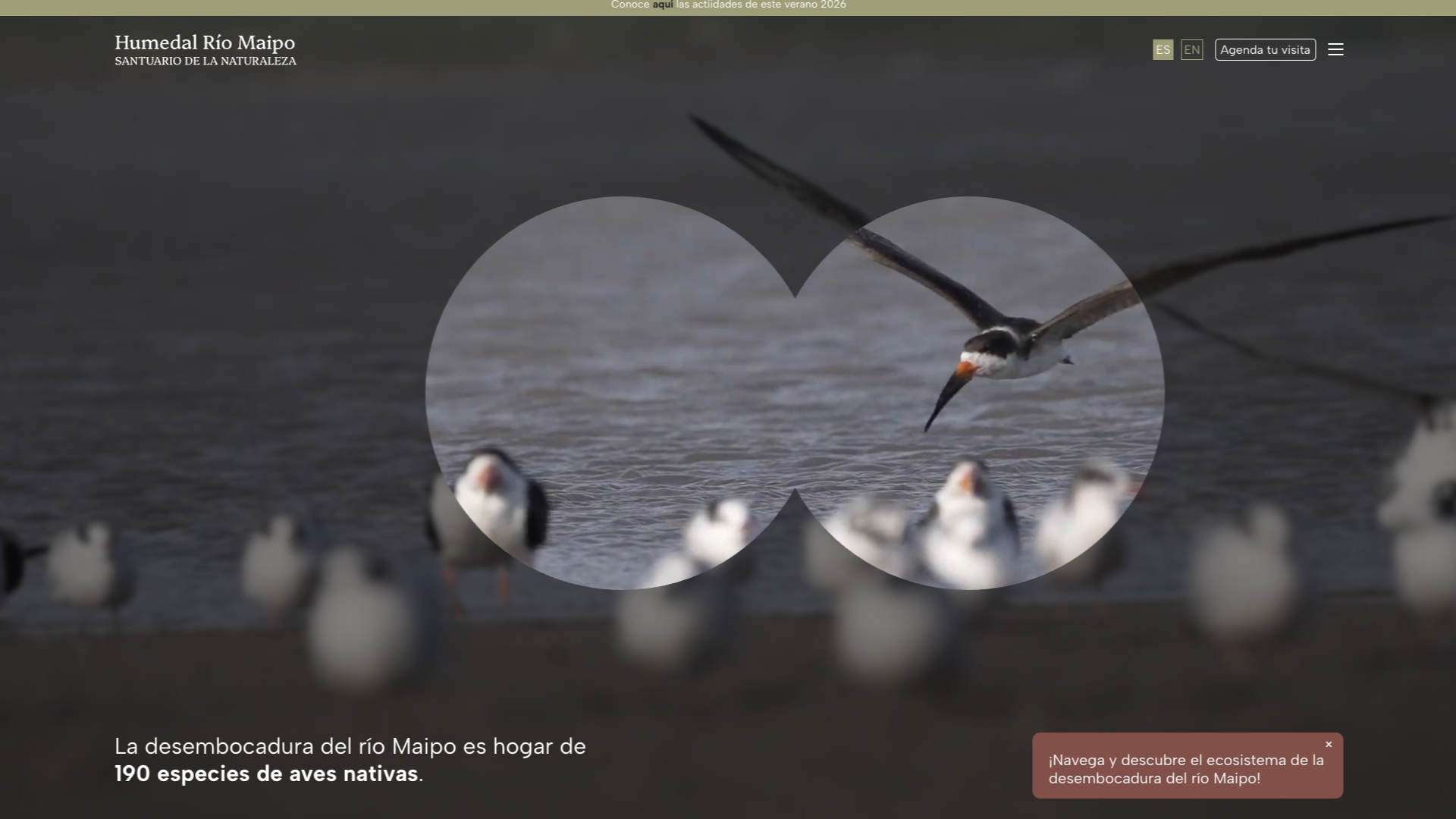 Desarrollo front-end santuario de la naturaleza en Chile – Proyecto Humedal Río Maipo desarrollado en WordPress